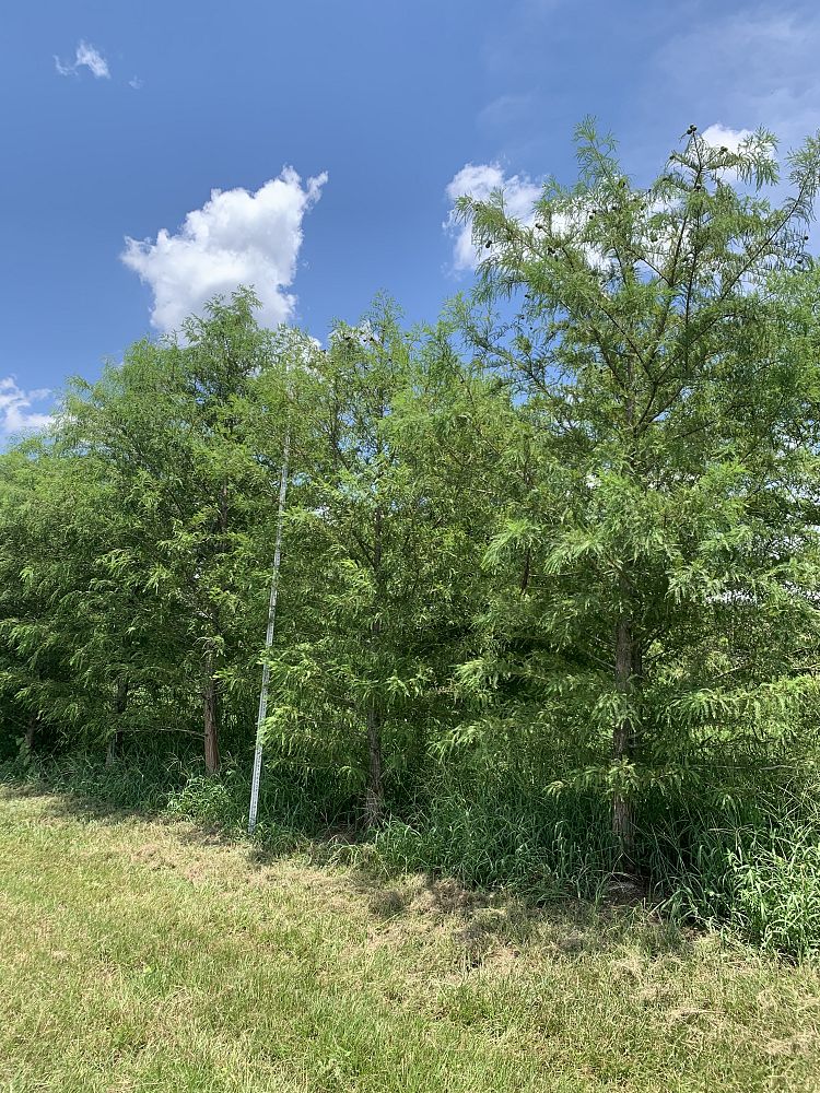 taxodium-distichum-bald-cypress