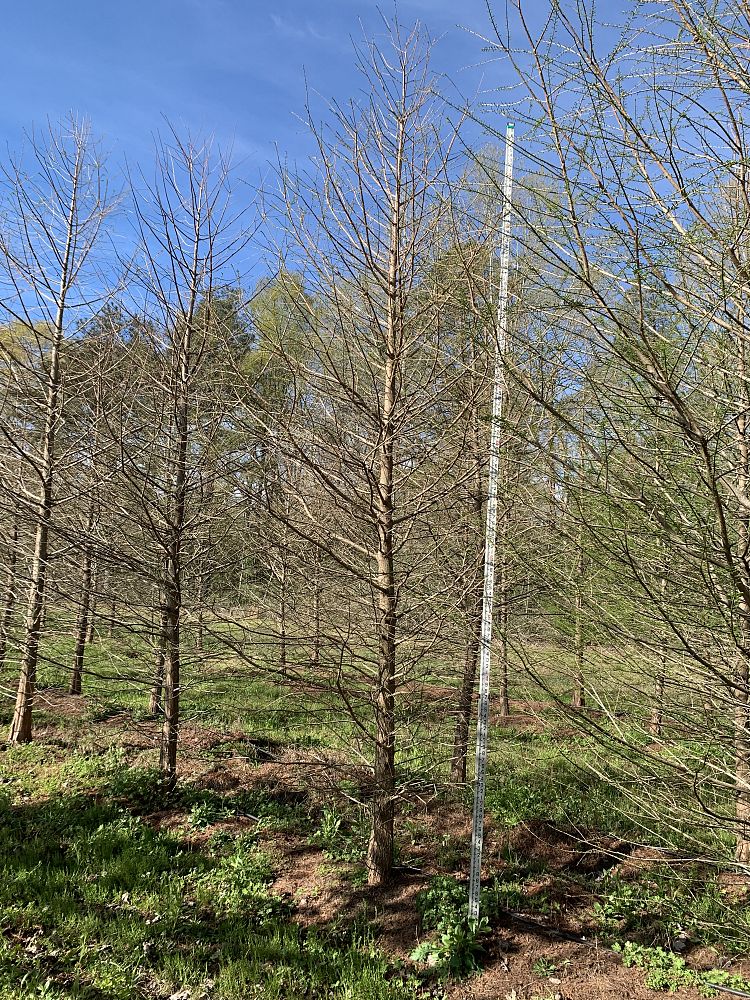 taxodium-distichum-bald-cypress