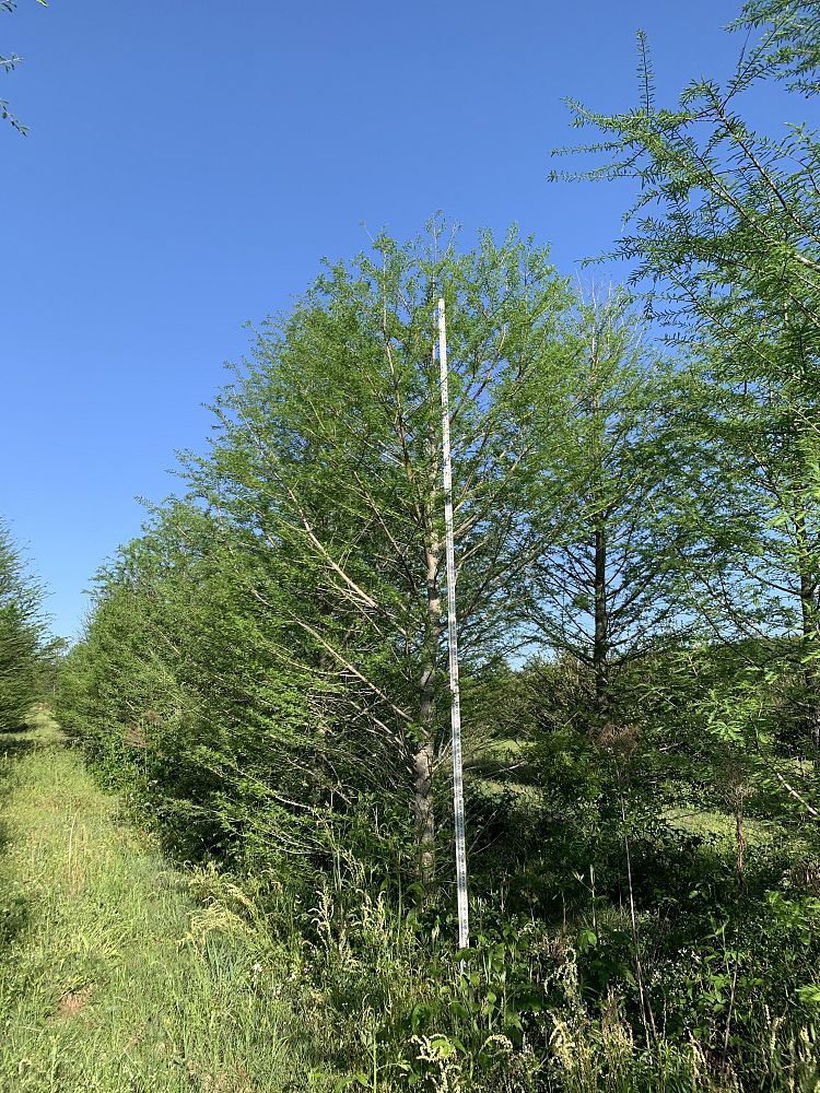 taxodium-distichum-bald-cypress