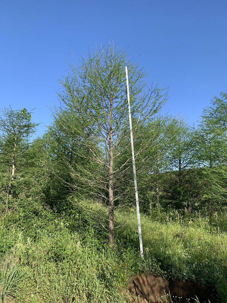 taxodium-distichum-bald-cypress