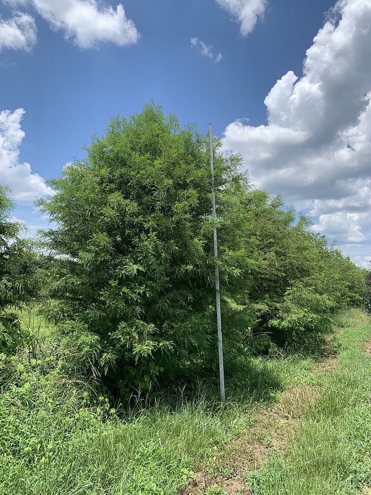 taxodium-distichum-bald-cypress