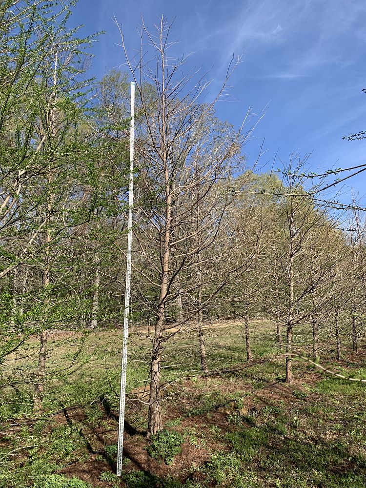taxodium-distichum-bald-cypress