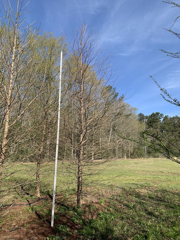 taxodium-distichum-bald-cypress