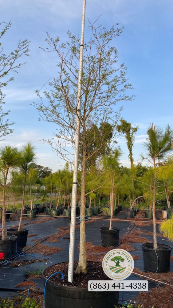 taxodium-distichum-bald-cypress