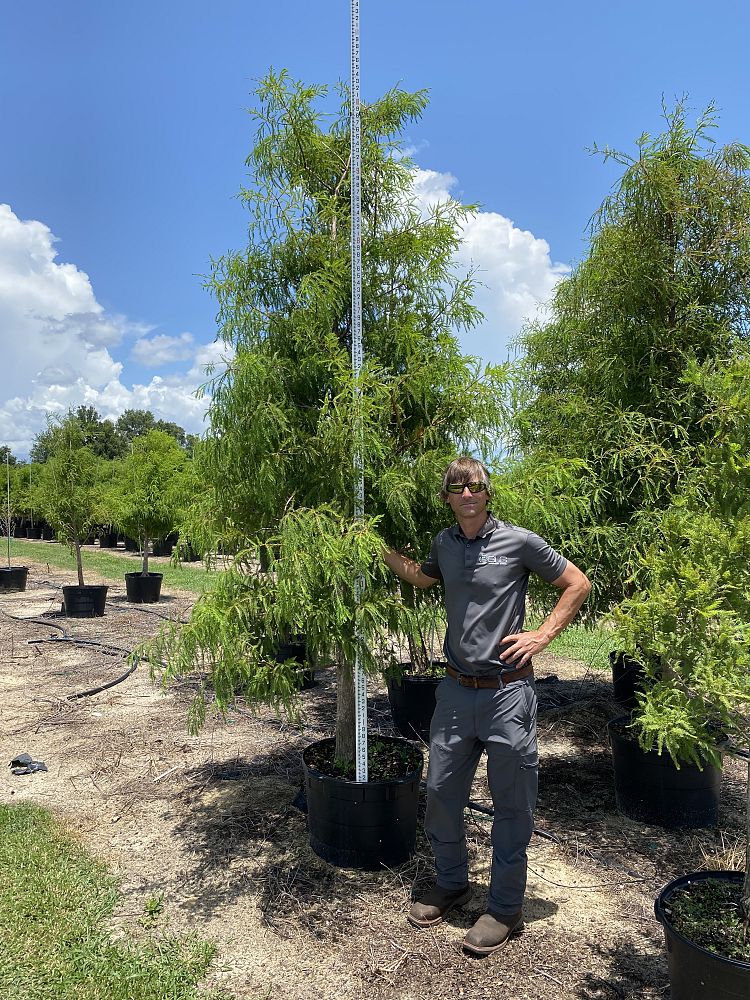 taxodium-distichum-bald-cypress