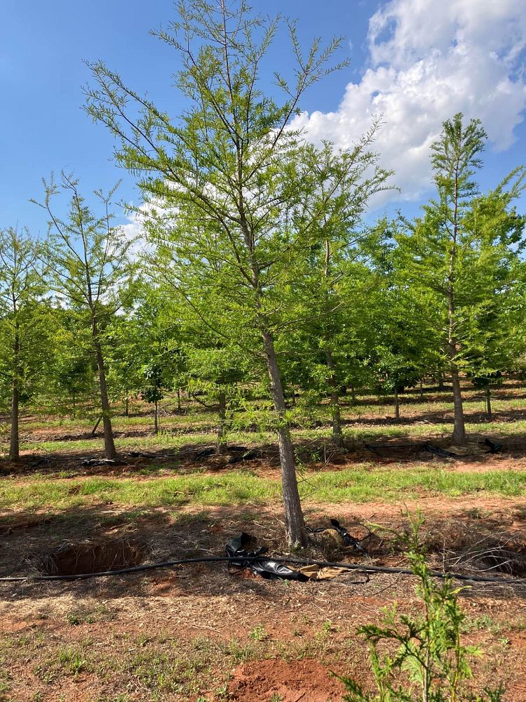 taxodium-distichum-bald-cypress