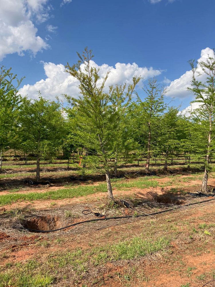 taxodium-distichum-bald-cypress