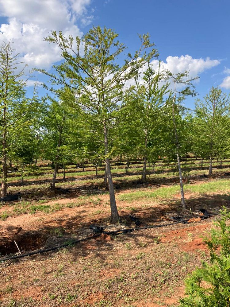 taxodium-distichum-bald-cypress