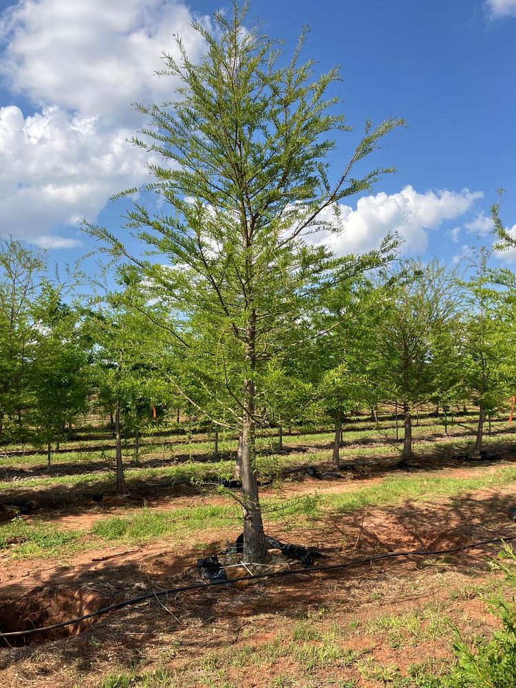taxodium-distichum-bald-cypress