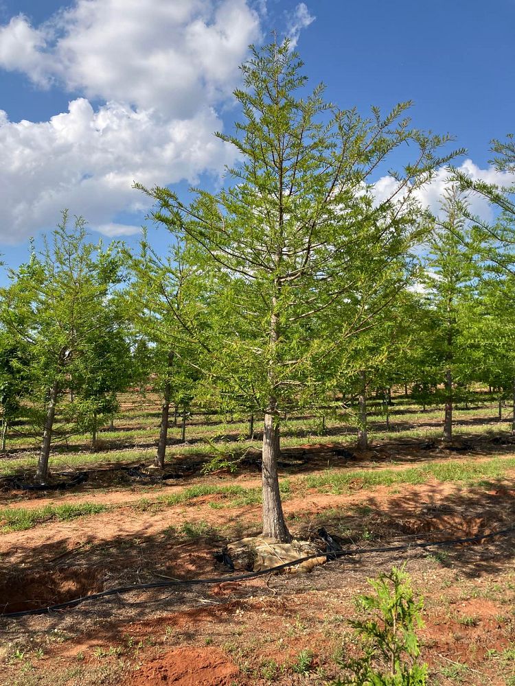 taxodium-distichum-bald-cypress