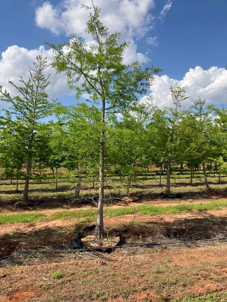 taxodium-distichum-bald-cypress