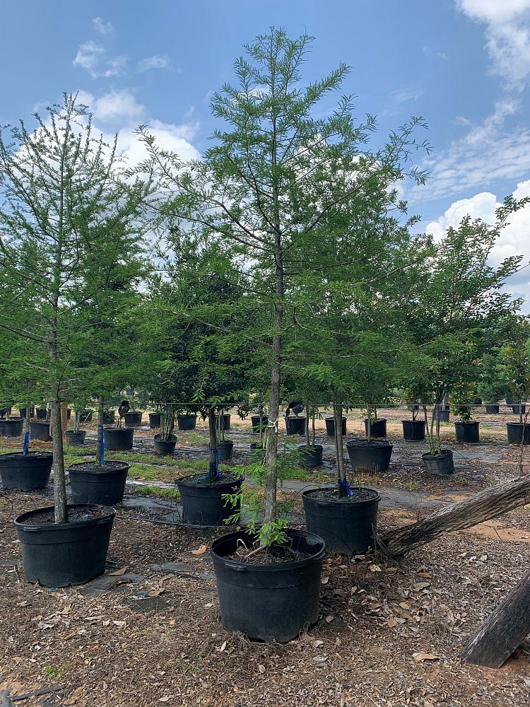 taxodium-distichum-bald-cypress