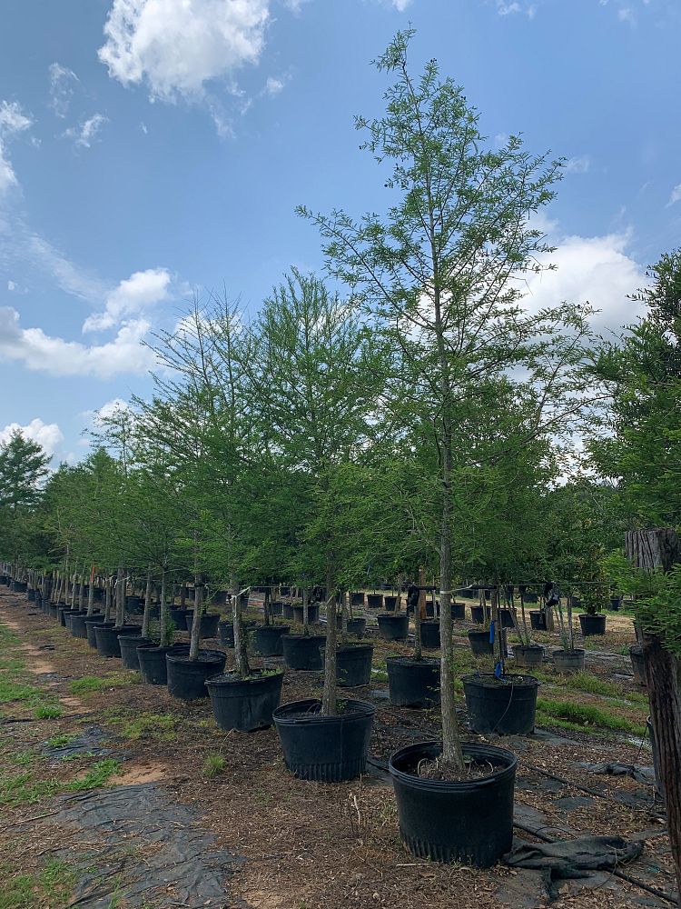 taxodium-distichum-bald-cypress