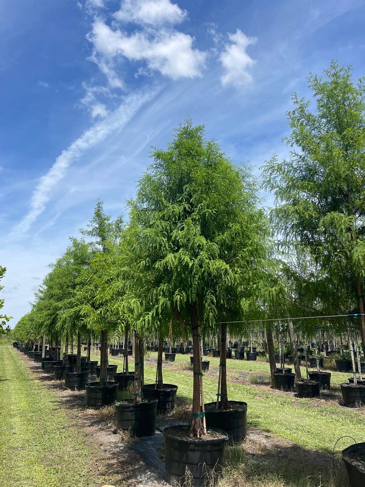 taxodium-distichum-bald-cypress