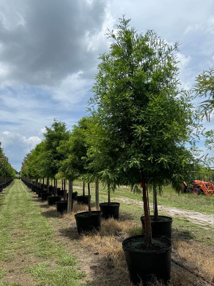 taxodium-distichum-bald-cypress