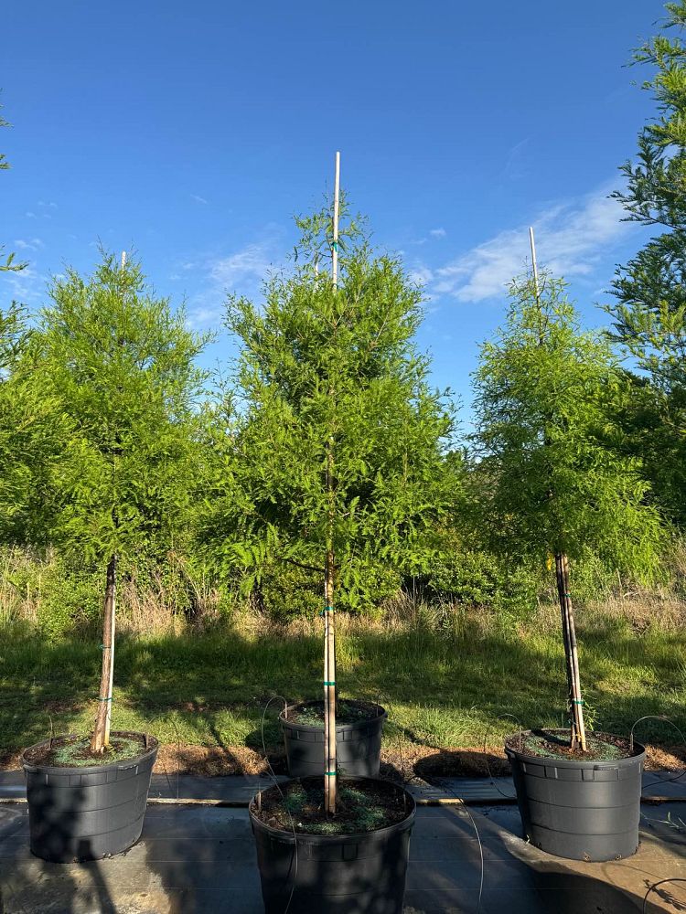 taxodium-distichum-bald-cypress