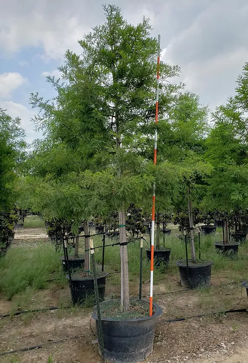 taxodium-distichum-bald-cypress