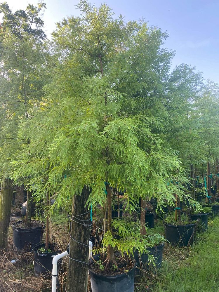 taxodium-distichum-bald-cypress