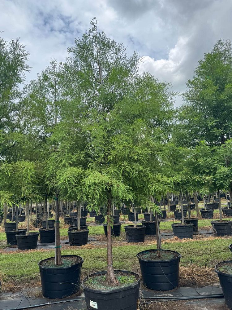 taxodium-distichum-bald-cypress