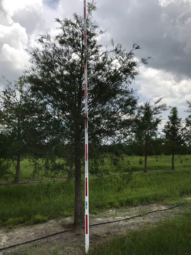 taxodium-distichum-bald-cypress