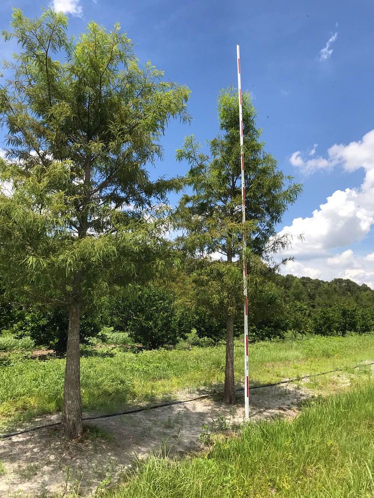 taxodium-distichum-bald-cypress