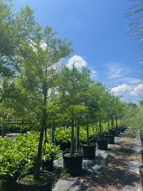 taxodium-distichum-bald-cypress
