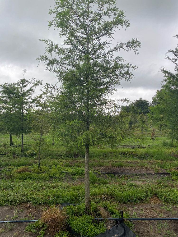 taxodium-distichum-bald-cypress
