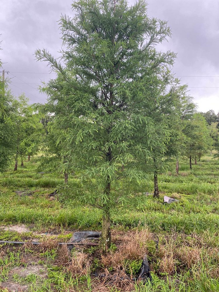 taxodium-distichum-bald-cypress