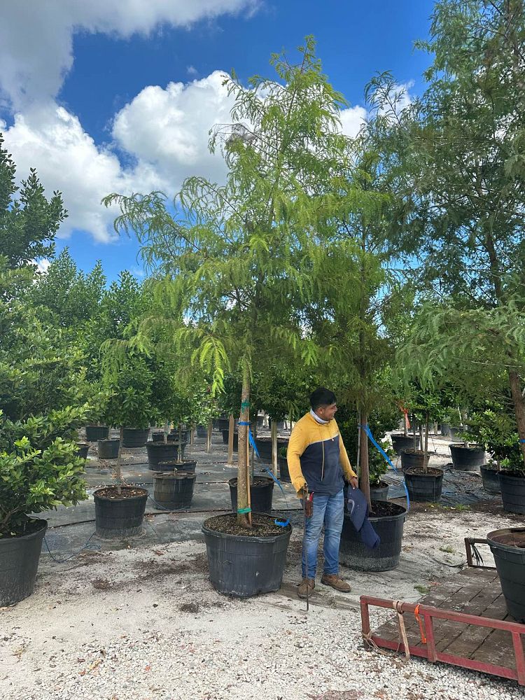 taxodium-distichum-bald-cypress