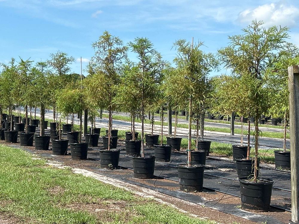 taxodium-distichum-bald-cypress
