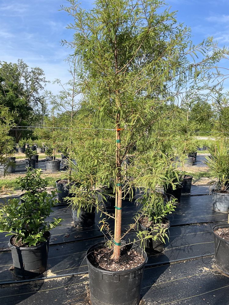 taxodium-distichum-bald-cypress
