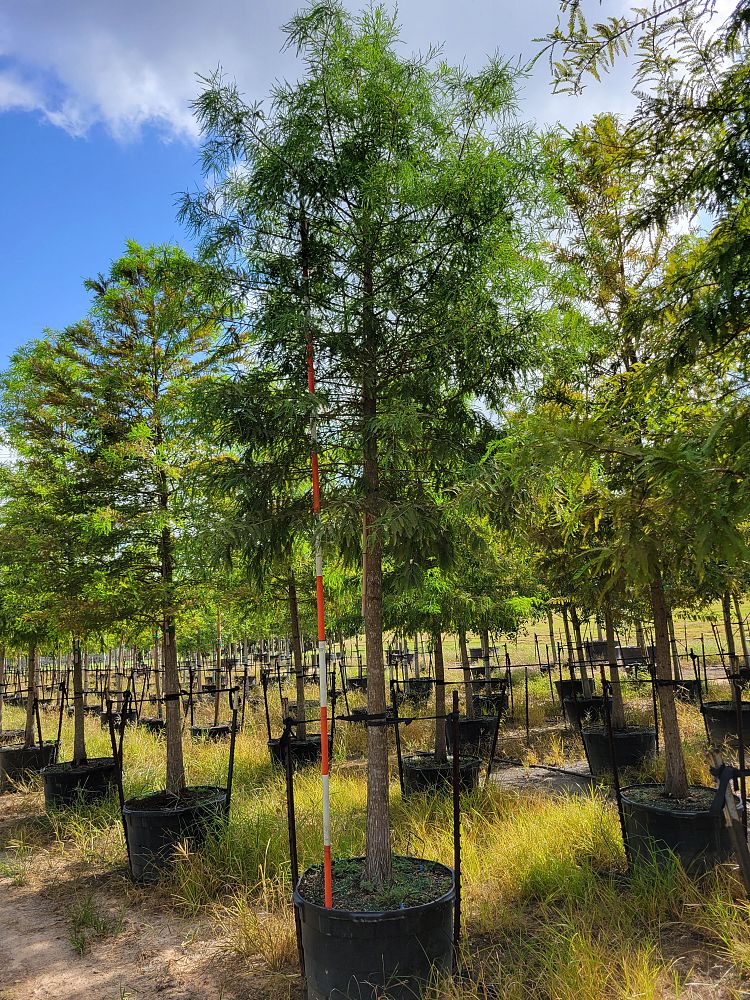 taxodium-distichum-bald-cypress