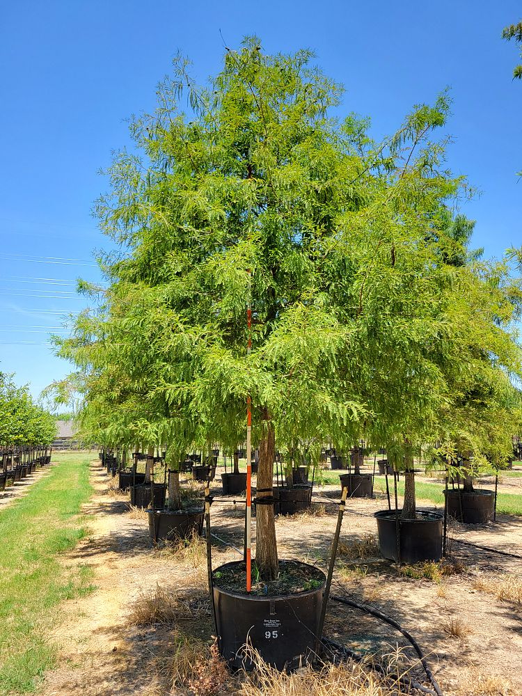 taxodium-distichum-bald-cypress