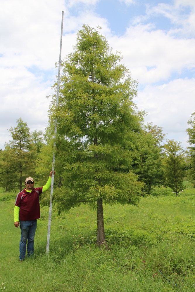 taxodium-distichum-bald-cypress