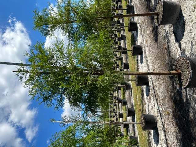 taxodium-distichum-bald-cypress