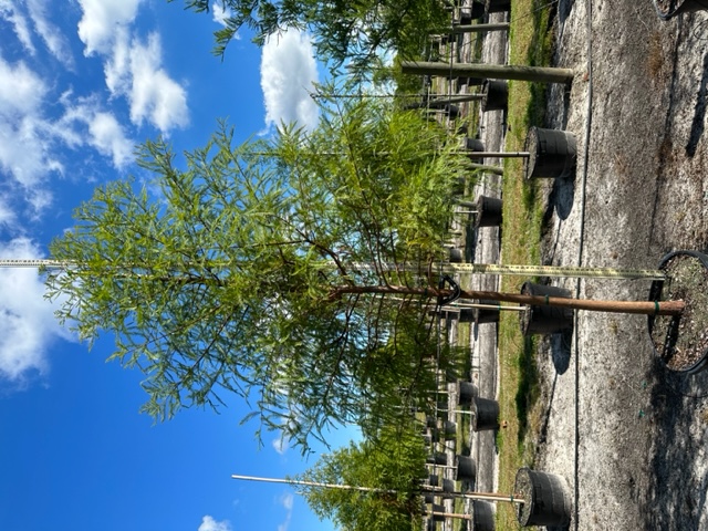 taxodium-distichum-bald-cypress