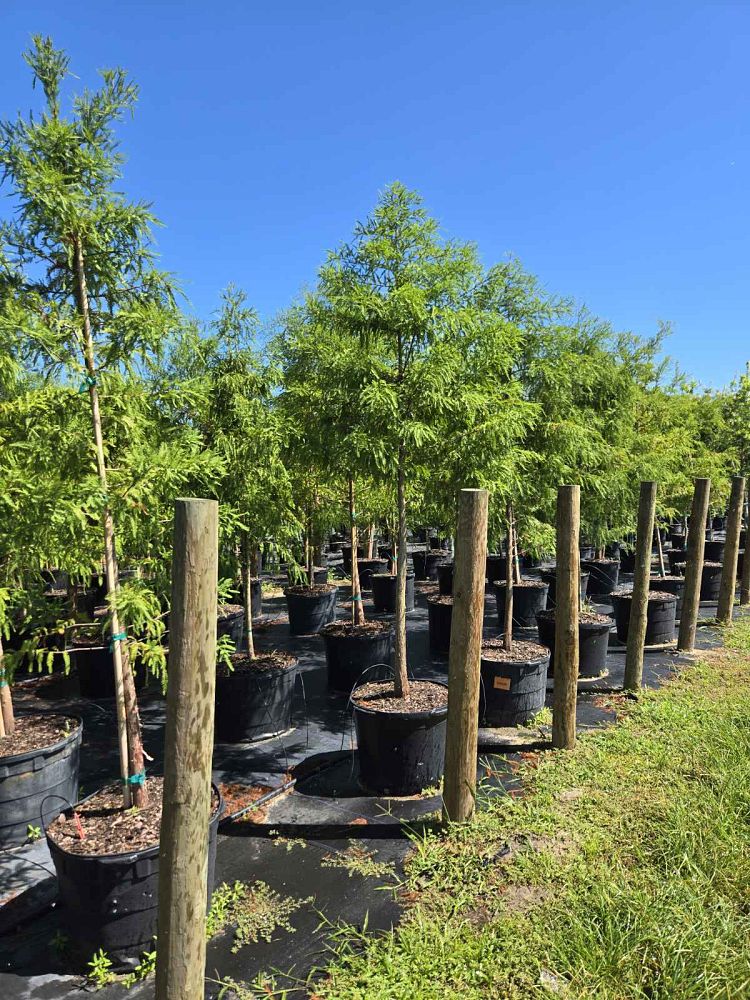 taxodium-distichum-bald-cypress