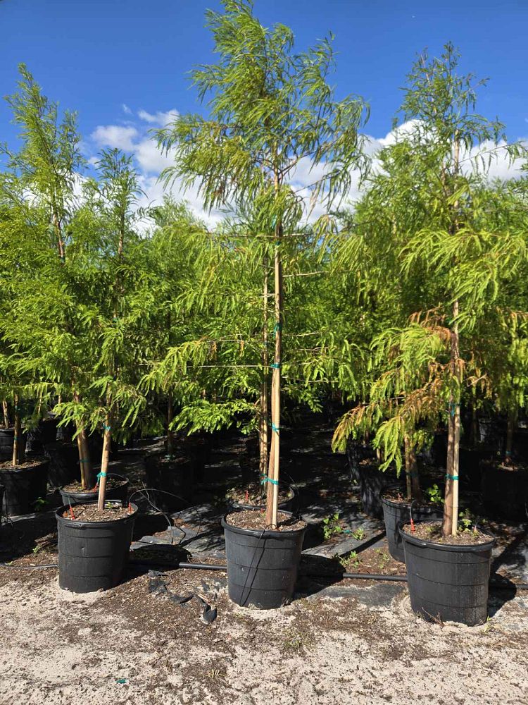 taxodium-distichum-bald-cypress