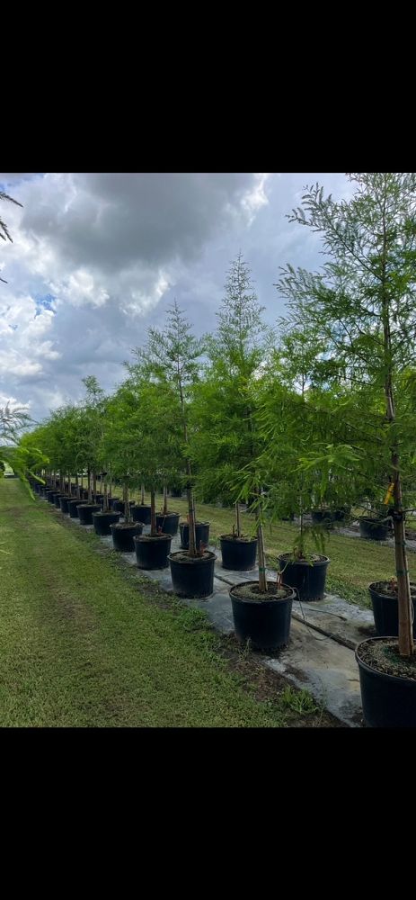 taxodium-distichum-bald-cypress