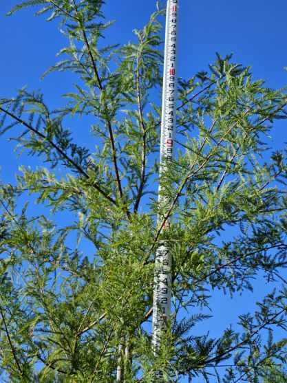 taxodium-distichum-bald-cypress
