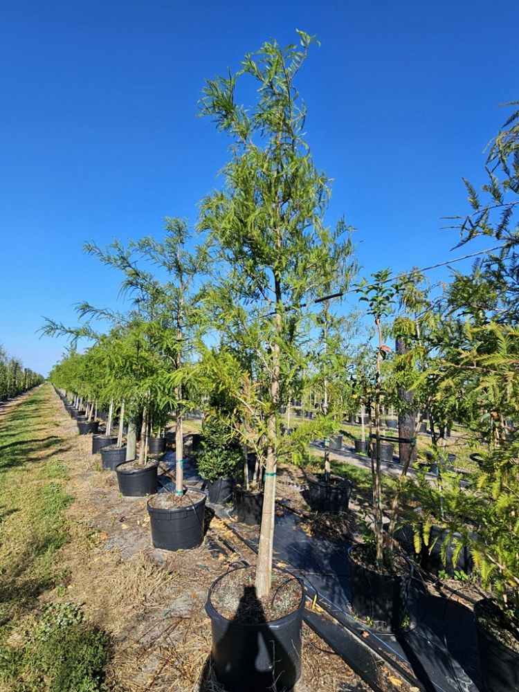 taxodium-distichum-bald-cypress