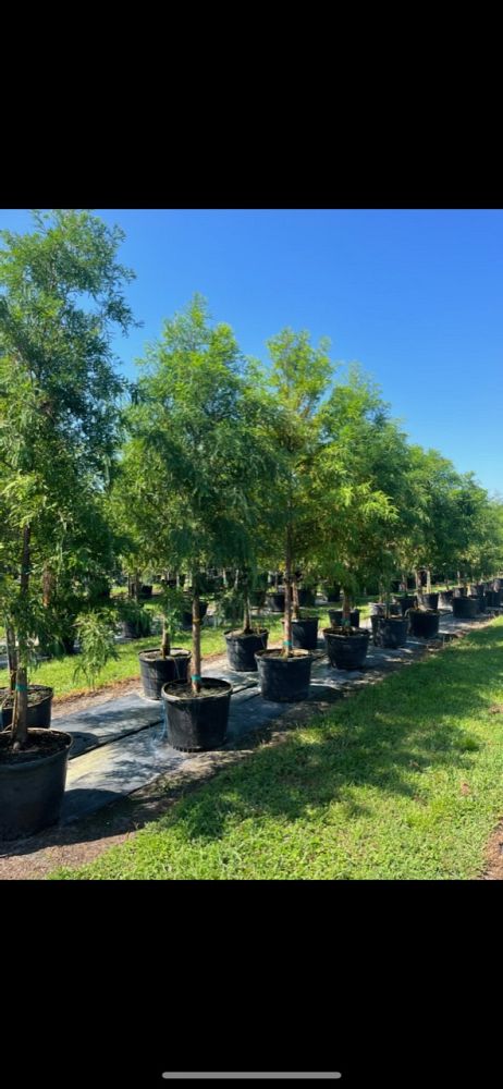 taxodium-distichum-bald-cypress