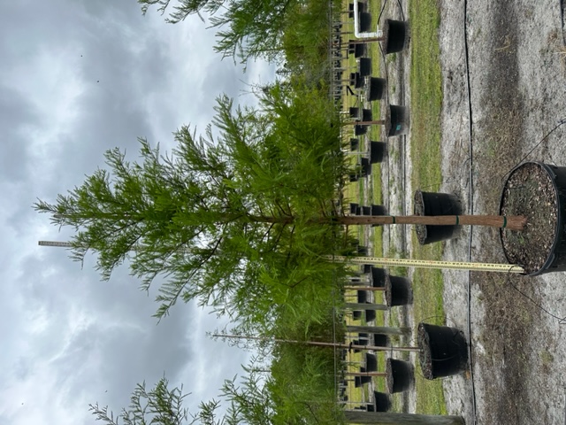 taxodium-distichum-bald-cypress