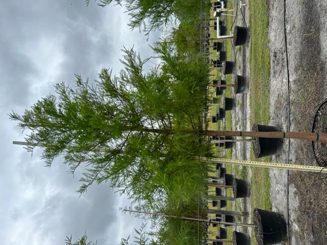 taxodium-distichum-bald-cypress