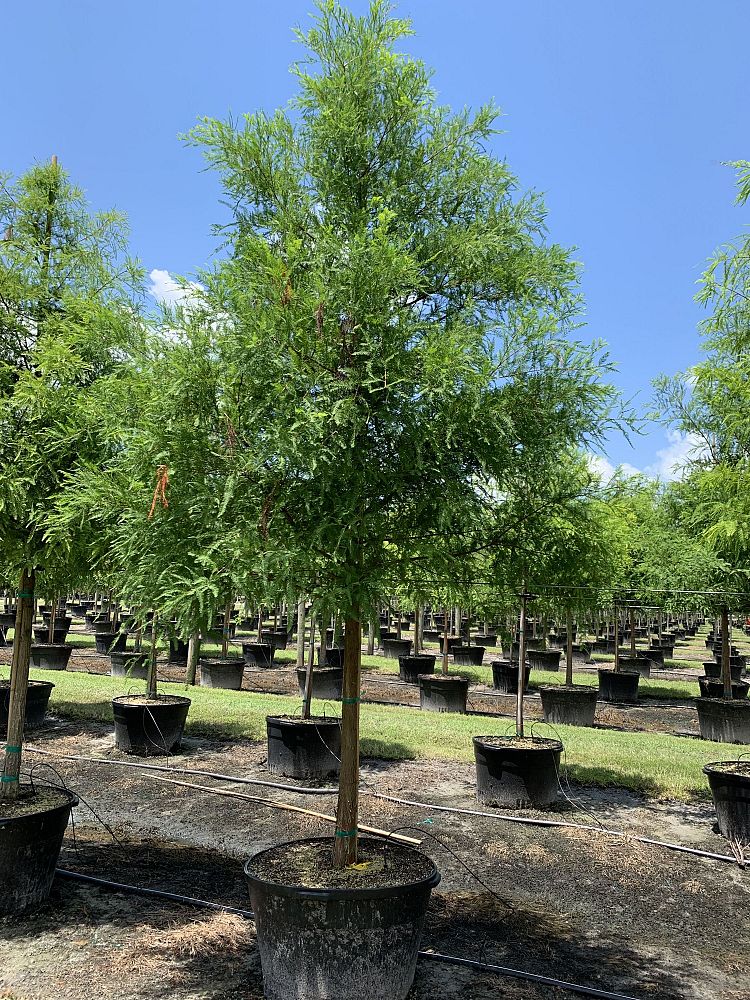 taxodium-distichum-bald-cypress