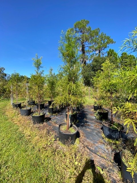 taxodium-distichum-bald-cypress