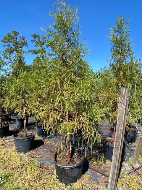 taxodium-distichum-bald-cypress