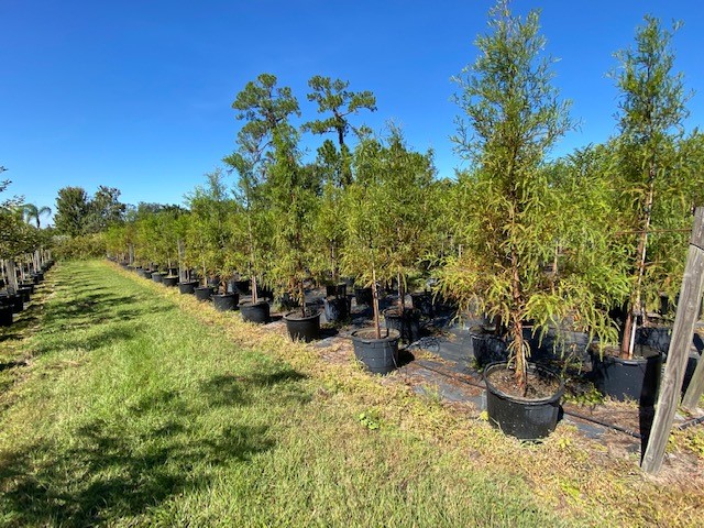 taxodium-distichum-bald-cypress
