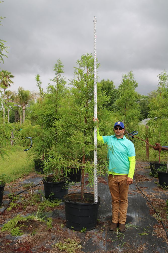 taxodium-distichum-bald-cypress