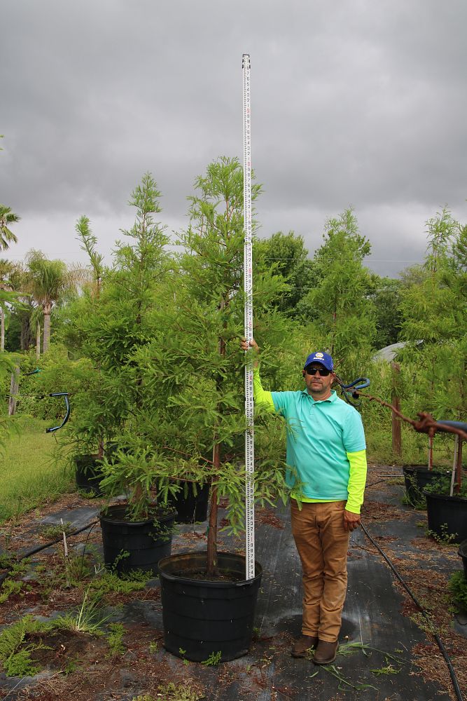 taxodium-distichum-bald-cypress